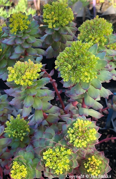 Rhodiola ishidae, ruusujuuri